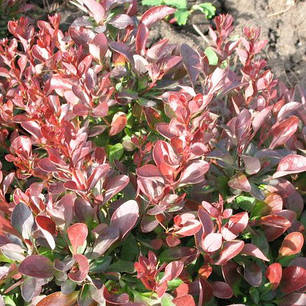 Барбарис Тунберга Atropurpurea, контейнер 1 л H 10-20 см, фото 2