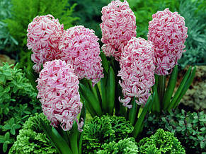 Гіацинт Pink Pearl (Пінк Перл) 1 цибулина (калібр 14/15 - великий), фото 3