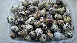 Яйця перепелінні харчові гуртом понад 1000 шт.