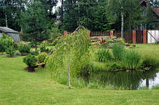 Ірис аіроподібний Варієгата, фото 3