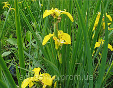 Ірис аіроподібний Варієгата, фото 5