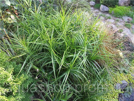 Осока пальмолісна, фото 1