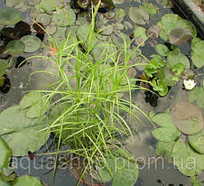 Осока пальмолісна, фото 4