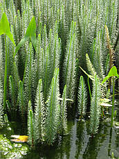 Водяна сосенка, хвостник, фото 2