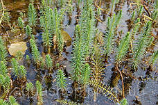 Водяна сосенка, хвостник, фото 4