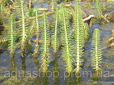 Водяна сосенка, хвостник, фото 5