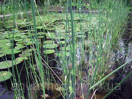 Очерет Табернемонтана Зебрина, фото 1