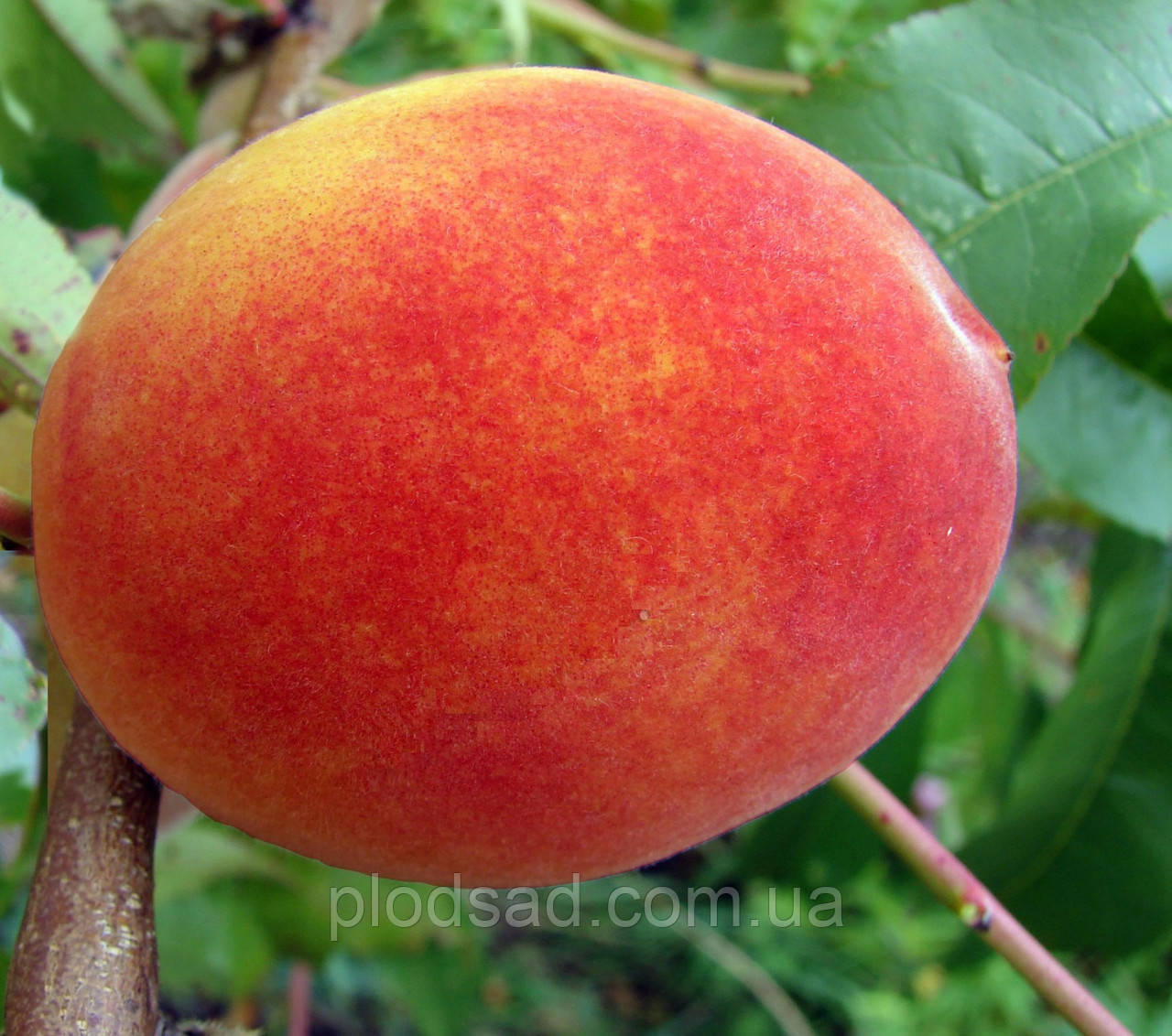 Персик Хрест Хейвен