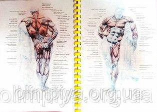 Підручник за курсом тренера тренажерного залу по практиці від школи фітнесу Олімпія Навчальний посібник на курсах інструкторів тренажерного залу від школи Олімпія по тренажерному залі