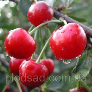 Вишня Панді