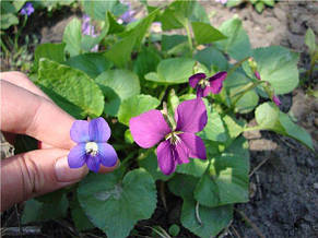Фіалка сестринська Рубра (Viola sororia Rubra), фото 2