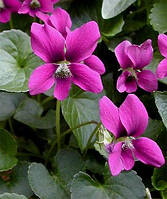 Фіалка сестринська Рубра (Viola sororia Rubra)