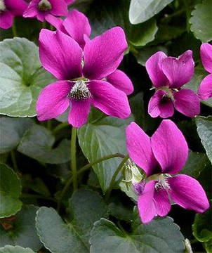 Фіалка сестринська Рубра (Viola sororia Rubra), фото 1