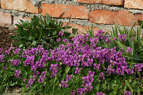 Фіалка сестринська Рубра (Viola sororia Rubra), фото 3