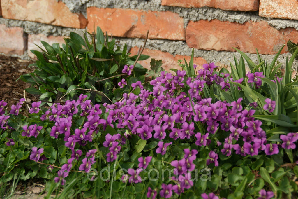 Фиалка сестринская рубра фото и описание