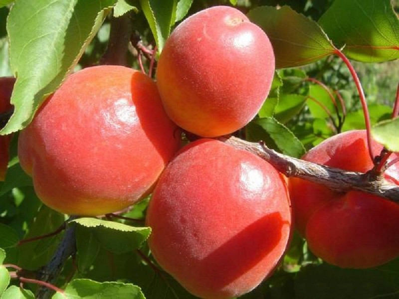 Абрикос Спринг Блаш (ранний), фото 1
