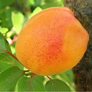 Абрикос Джумбо Тардів (середньостиглий), фото 1