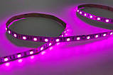 Світлодіодна стрічка 12V 5050(60LED/м) IP20 рожева, фото 3