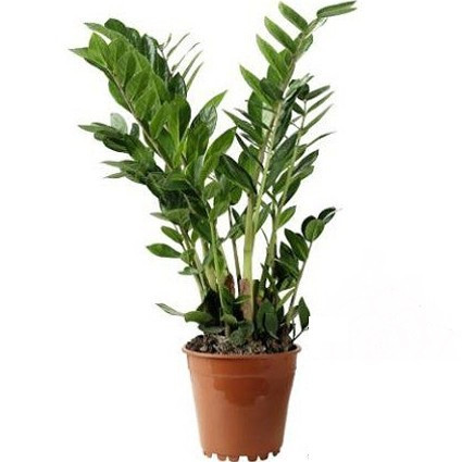 Заміокулькас кімнатна рослина (горщик д.17)