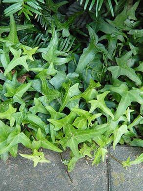 Плющ садовий вузьколистий Сагитаефолія \ Hedera helix "Sagittaefolia" ( саджанці С1л), фото 2