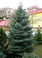 Пихта одноцветная / Abies concolor 7,5л 0,5м