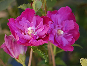Гібіскус сирійський махровий "Sanchoyo" \ Hibiscus syriacus 'Sanchoyo' ( саджанці 2 роки), фото 3