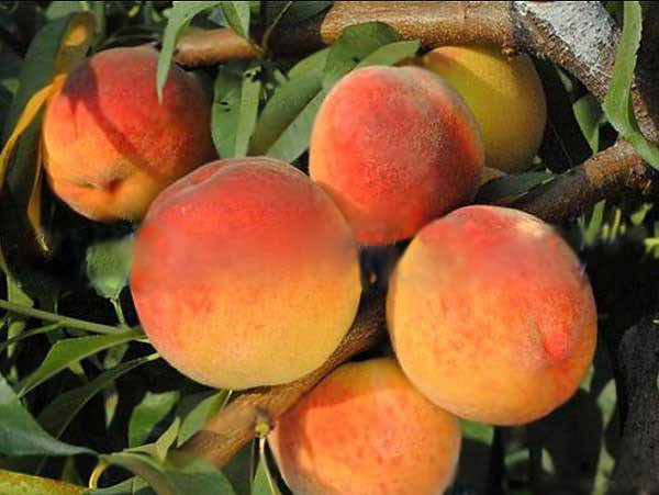 Персик Вайн Голд Т-3 (середньостиглий), фото 1