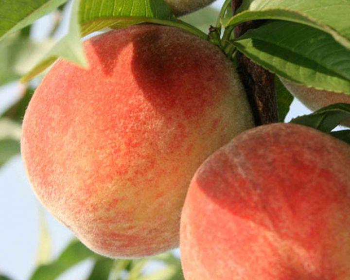 Персик Вулкан Т-1 (середньо-пізній), фото 1