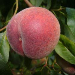 Персик Рубі Принц (середньостиглий), фото 1
