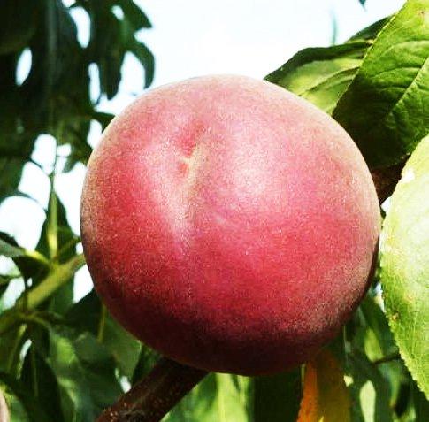 Персик Фіделія (пізній), фото 1