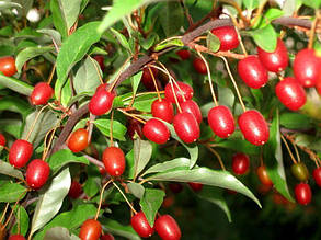 Гумі ( Гуммі) "Крильон" ( саджанці 5 років С10л 170-180см ), фото 2