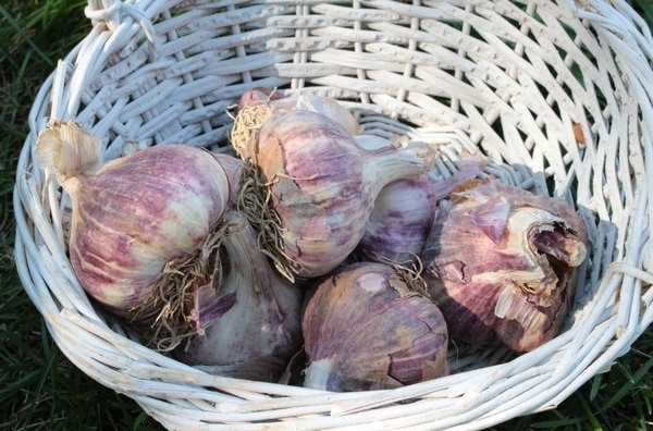 Часник Гермидор 1 кг, фото 1