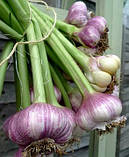 Часник Гермидор 1 кг, фото 3