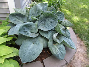 Хоста Big Father (Биг Фазе) контейнер 1 л