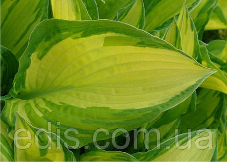 Хоста Fortunei Albopicta (Форчуна Альбопикта) контейнер 1 л, фото 1