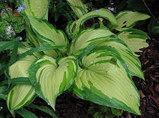 Хоста Fortunei Albopicta (Форчуна Альбопикта) контейнер 1 л, фото 2