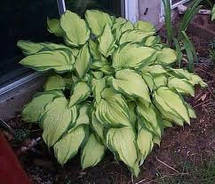 Хоста Fortunei Albopicta (Форчуна Альбопикта) контейнер 1 л, фото 4