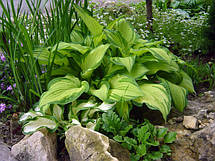 Хоста Fortunei Albopicta (Форчуна Альбопикта) контейнер 1 л, фото 5