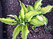 Хоста Fortunei Albopicta (Форчуна Альбопикта) контейнер 1 л, фото 7