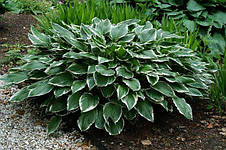 Хоста Francee (Франси) контейнер 3 л., фото 2