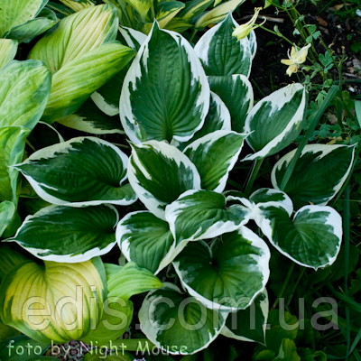 Хоста Francee (Франси) контейнер 3 л.