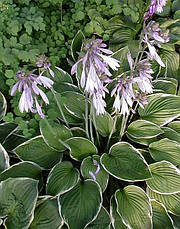 Хоста Francee (Франси) контейнер 3 л., фото 4