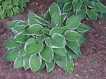 Хоста Francee (Франси) контейнер 3 л., фото 5