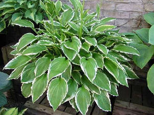 Хоста Moerheim  контейнер, 1 розетка, фото 2