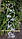 Цикламена-3, підставка для квітів на 8 чаш, фото 4