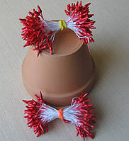 Тичинки глянсові загострені 0,2-0,3 см. Колір червоний. 100 ниток — 200 головок