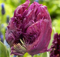 Тюльпан Parrot Prince, 12+