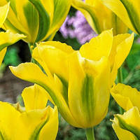 Тюльпан Yellow Springgreen, 12+