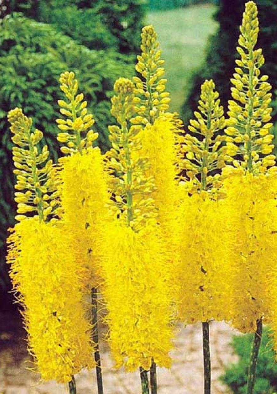 Еремурус Stenophyllus Bungei