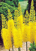 Еремурус Stenophyllus Bungei